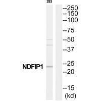 NDFIP1 Antibody (PACO22728)