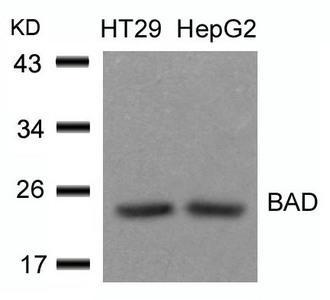 Bad (Ab-136) Antibody (PACO22893)