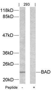 Bad (Ab-155) Antibody (PACO22894)