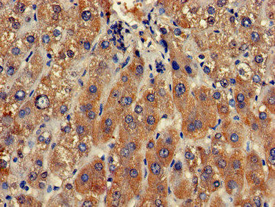 CLRN2 Antibody (PACO25809)