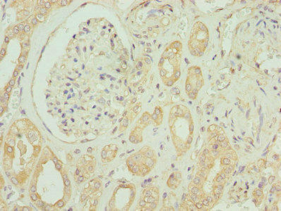 EMP1 Antibody (PACO26465)