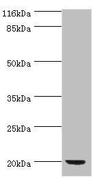 def Antibody (PACO28862)