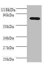 PIGR Antibody (PACO28938)