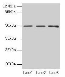 PSG6 Antibody (PACO29224)
