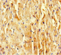 SCOC Antibody (PACO29776)