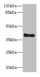 TFEC Antibody (PACO30338)