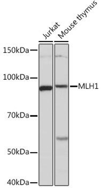 Anti-MLH1 Antibody (CAB4858)