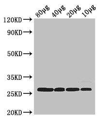 rpsB Antibody (PACO32624)