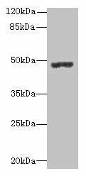 PSG3 Antibody (PACO35478)