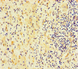 RTL8B Antibody (PACO35666)