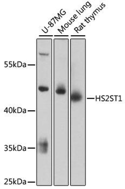 Anti-HS2ST1 Antibody (CAB13837)