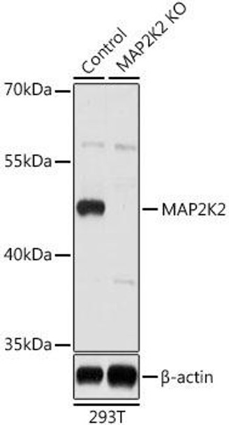 Anti-MAP2K2 Antibody (CAB14770)[KO Validated]