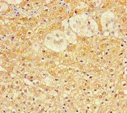COA6 Antibody (PACO36110)