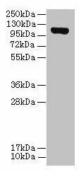 DENND2C Antibody (PACO36474)