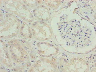 EFCAB12 Antibody (PACO36694)