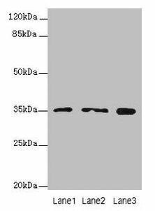 FAHD2A Antibody (PACO38150)
