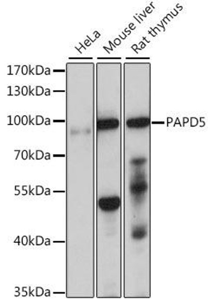 Anti-PAPD5 Antibody (CAB15885)