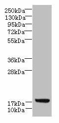 LLCFC1 Antibody (PACO38742)