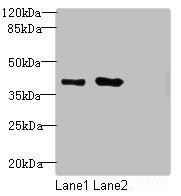 MRGPRX2 Antibody (PACO38746)