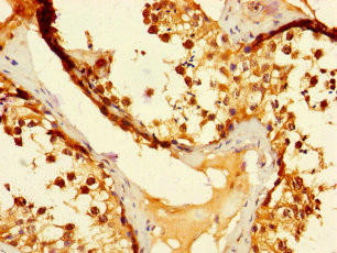 DUS3L Antibody (PACO38982)