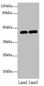 LMNTD1 Antibody (PACO39946)