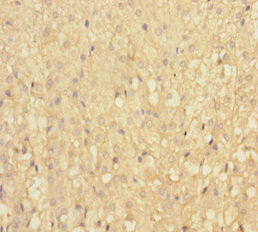 IFT22 Antibody (PACO40594)