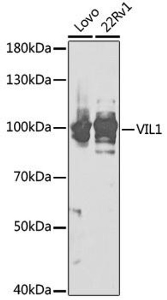 Anti-VIL-1 Antibody (CAB17002)