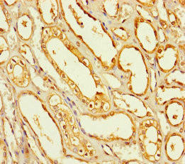 SEC14L4 Antibody (PACO41774)