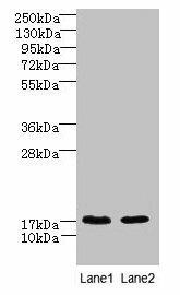 CNIH4 Antibody (PACO42006)