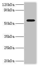 DDX19A Antibody (PACO42250)