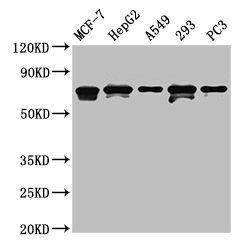MAGED2 Antibody (PACO42458)
