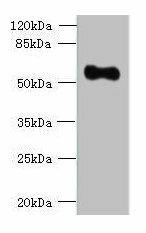 OSGIN2 Antibody (PACO42810)