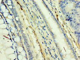 TAF5L Antibody (PACO43849)
