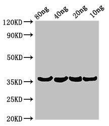 Beta-lytic metalloendopeptidase Antibody (PACO50358)