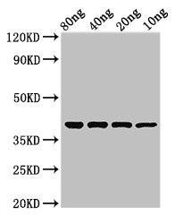 ompT Antibody (PACO50366)