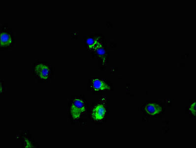CPEB2 Antibody (PACO50714)