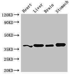 YIPF3 Antibody (PACO51010)