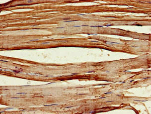 PCID2 Antibody (PACO52434)