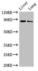 DENND1C Antibody (PACO52518)