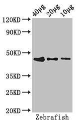 bmp2b Antibody (PACO53774)