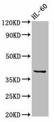 CCRL2 Antibody (PACO54686)