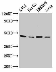 OXER1 Antibody (PACO55222)