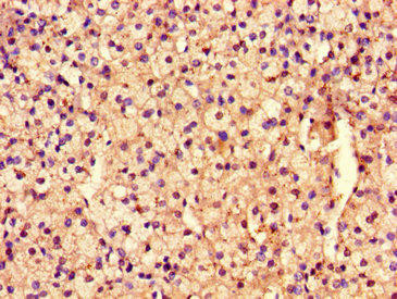 ARHGEF12 Antibody (PACO55278)