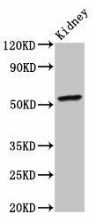 CYP2C19 Antibody (PACO55450)