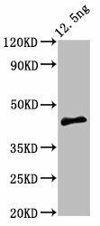 PMRT15 Antibody (PACO57308)