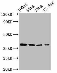BZLF2 Antibody (PACO58096)
