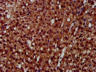 LAPTM4A Antibody (PACO58164)