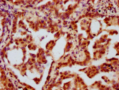 HIST1H2BC (Ab-34) Antibody (PACO59630)