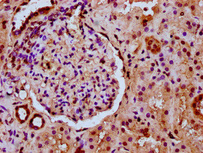 HIST1H2BC (Ab-36) Antibody (PACO59642)