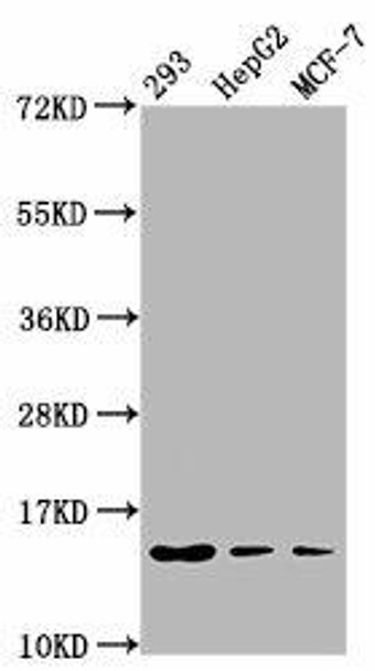 HIST1H2BC (Ab-12) Antibody (PACO59650)